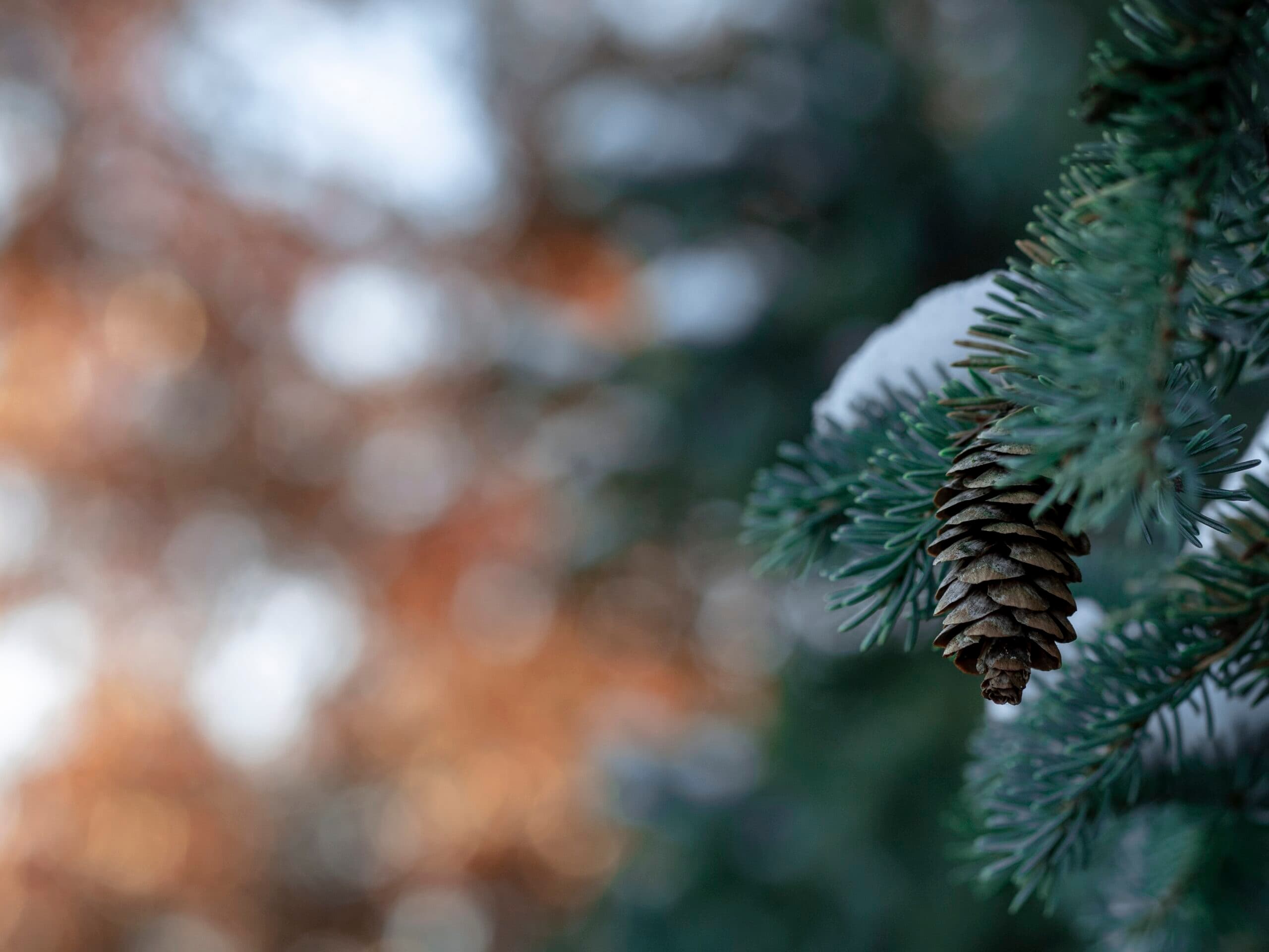 julklappspeng
